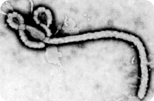 Эбола. Вирус Эбола.