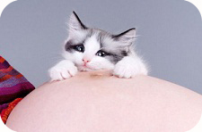 кот и беременная