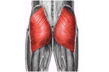 ягодичные мышцы