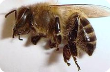 пчелиный подмор
